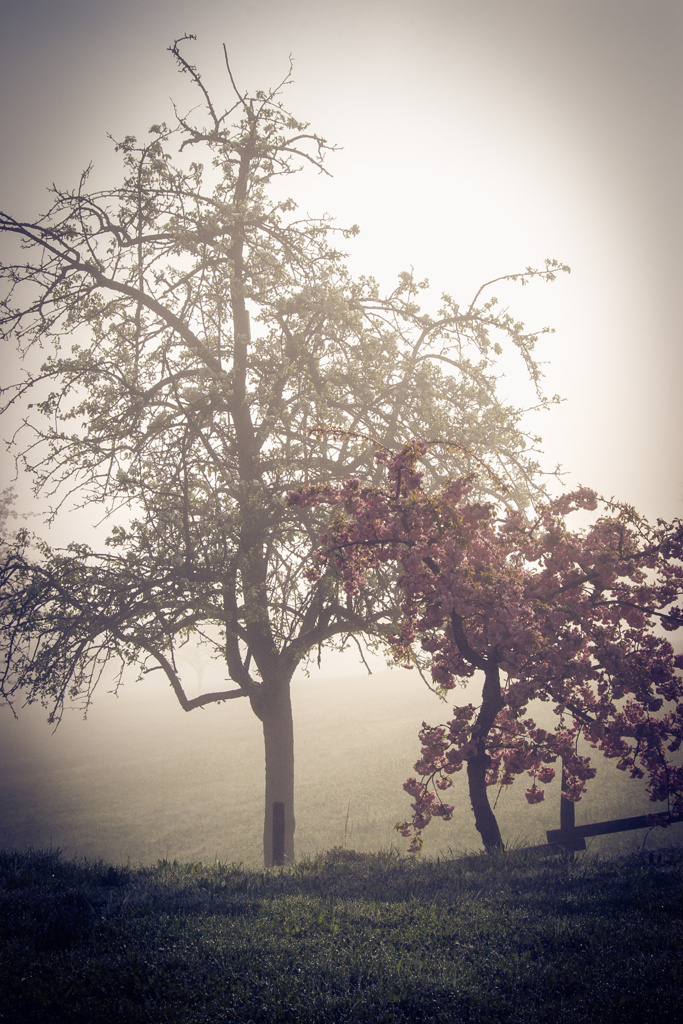 Pentax K100D sample photo. Spring morning photography