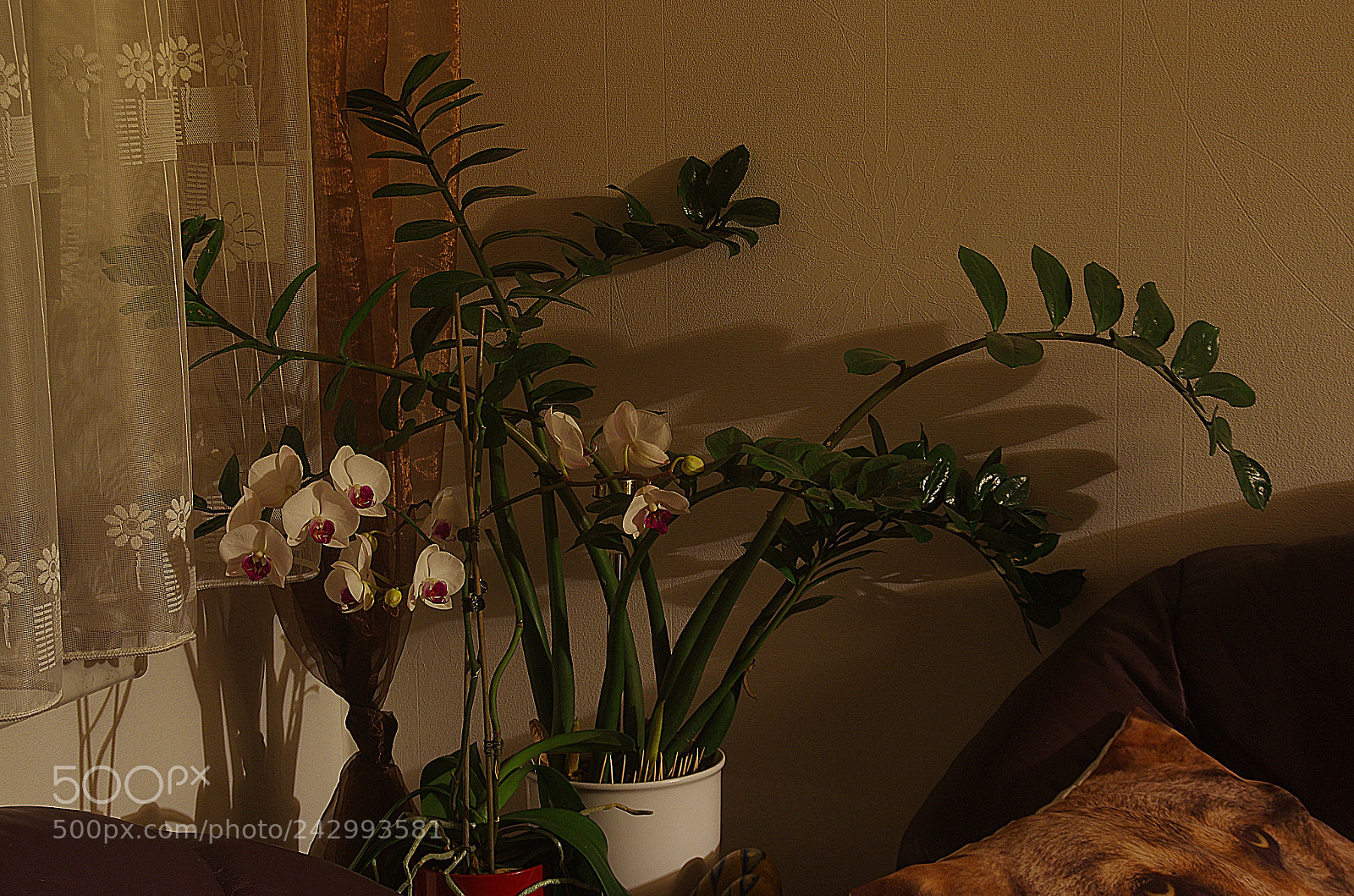 Pentax K-5 sample photo. Aff photography