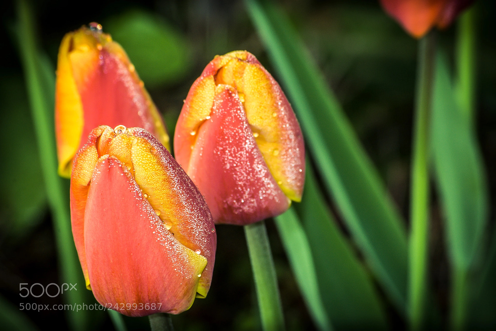 Pentax K100D sample photo. Tulips in the morning photography