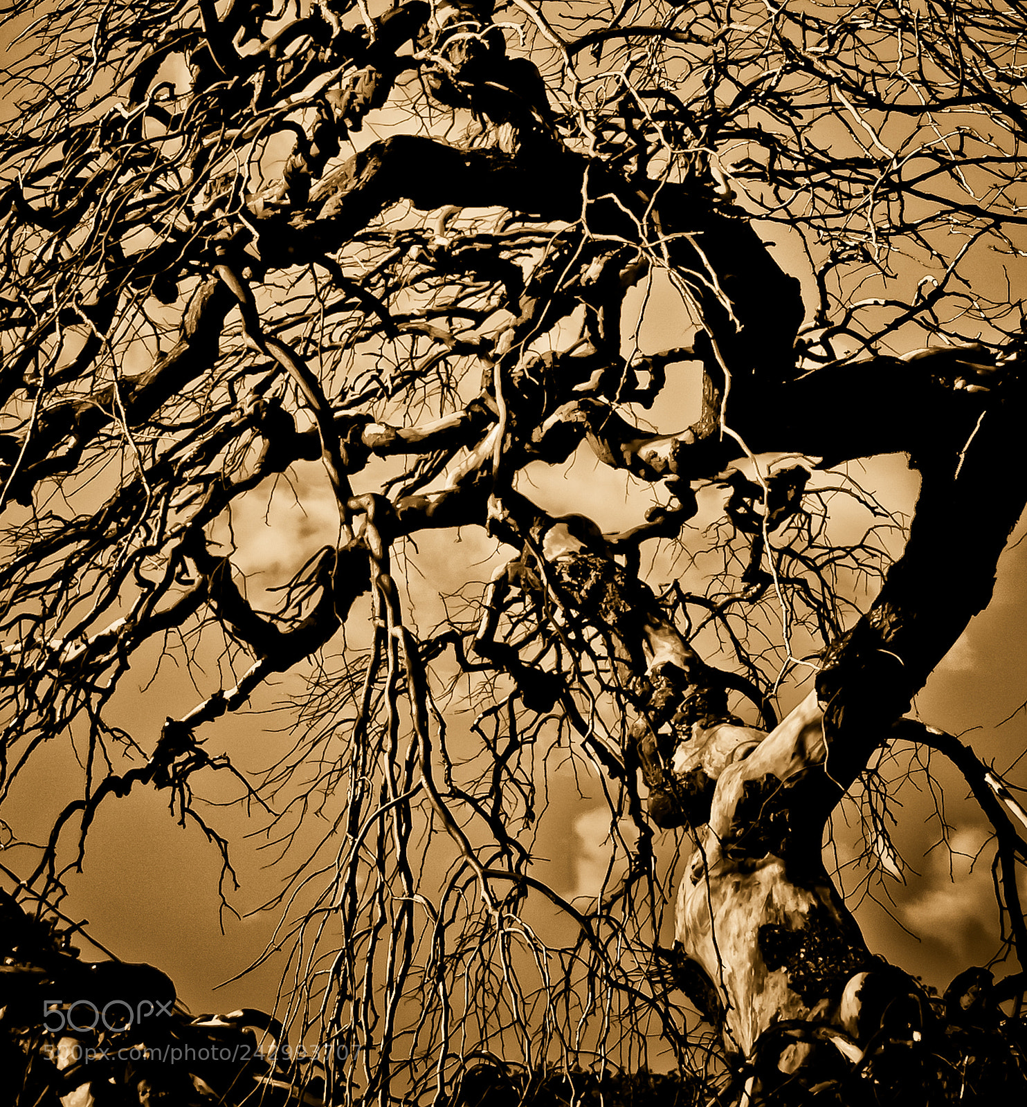 Canon EOS 40D sample photo. Mysterious tree photography