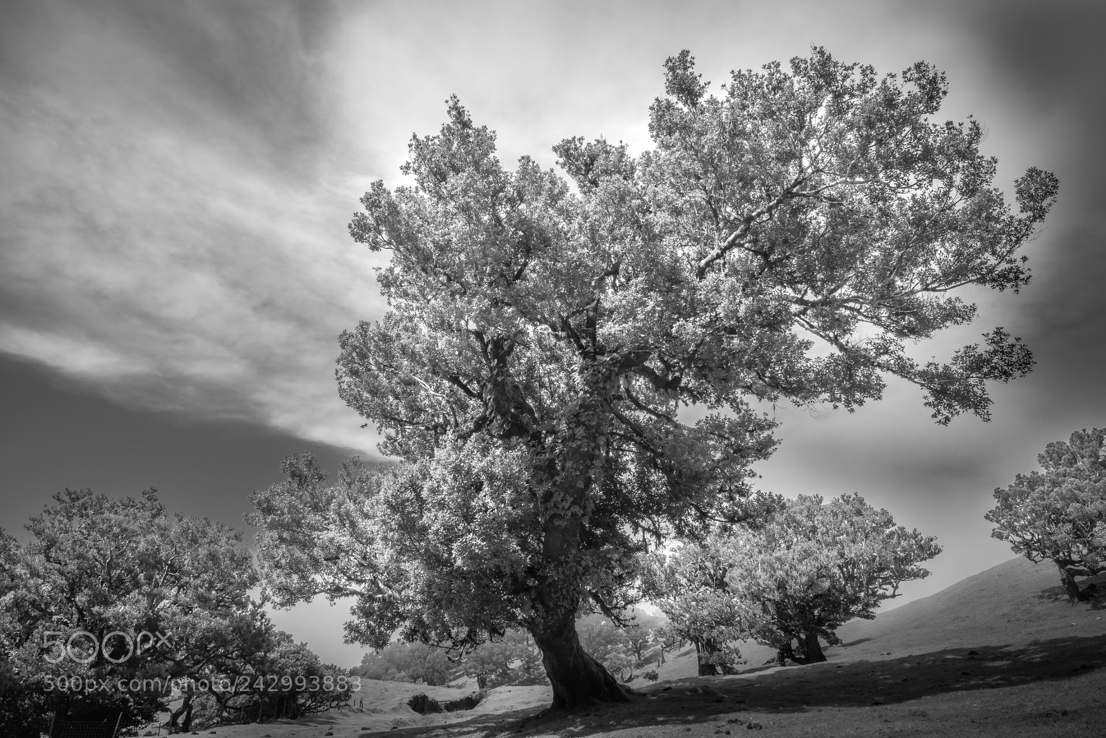 Sony a7R sample photo. The tree of life photography