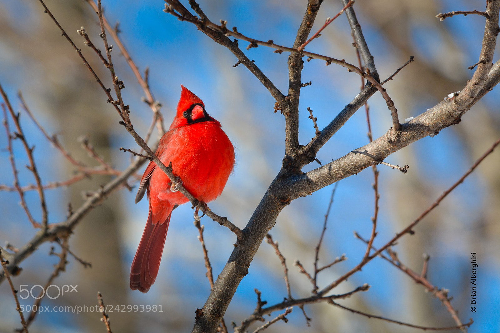 Nikon D7100 sample photo. Mr majestic! photography