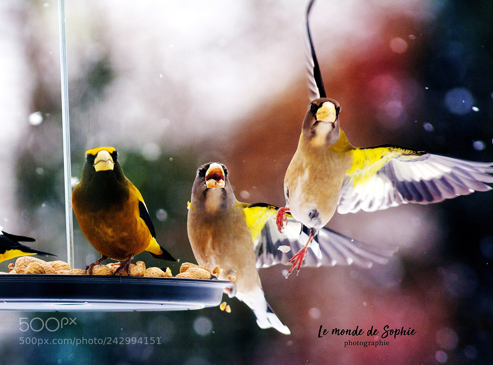 Nikon D7100 sample photo. Gros-becs photography