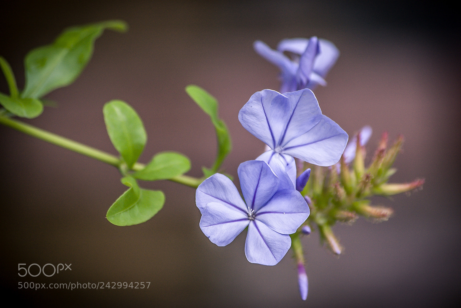 Pentax K100D sample photo. Purple blooms photography