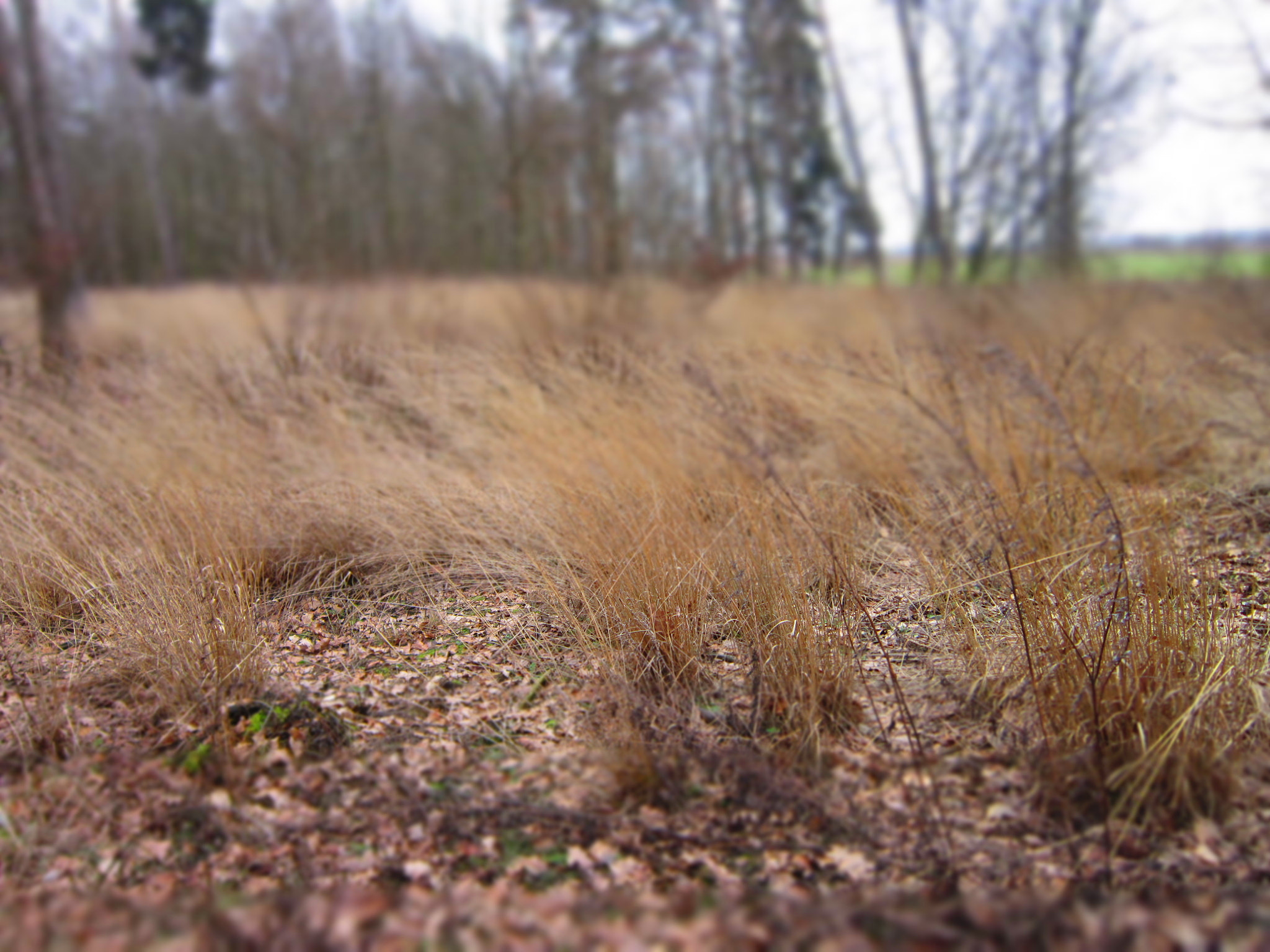 Canon PowerShot A3300 IS sample photo. Grass red photography