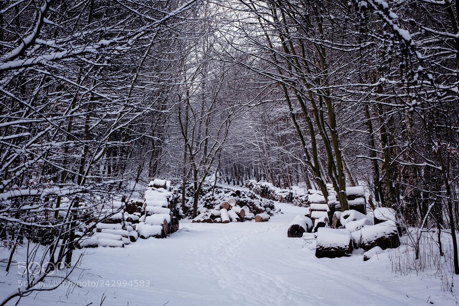 Nikon D810 sample photo. The winter is here photography