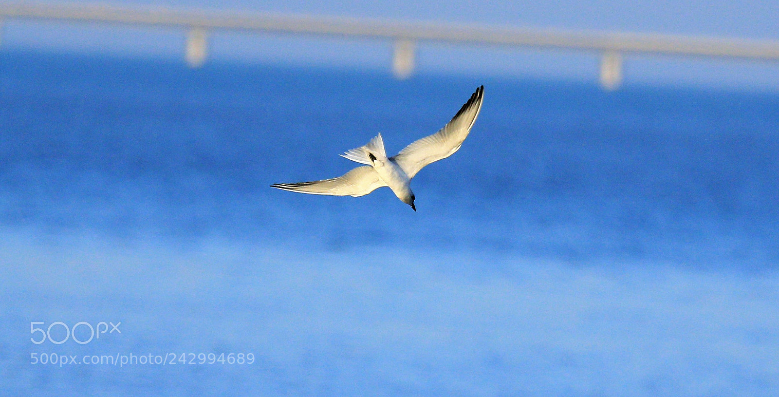 Canon EOS 7D Mark II sample photo. Seagull photography
