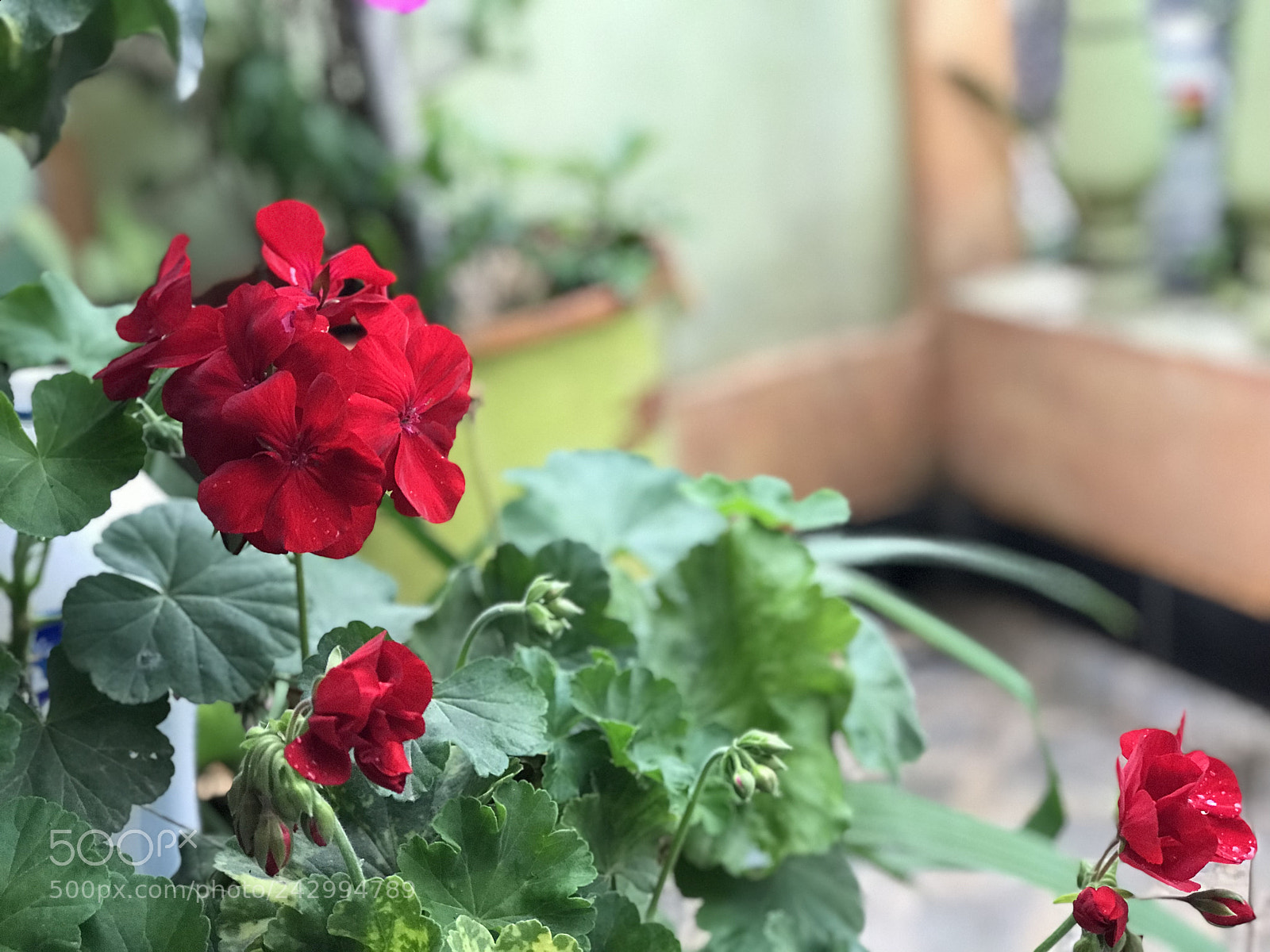 Apple iPhone 7 Plus sample photo. Untitled photography