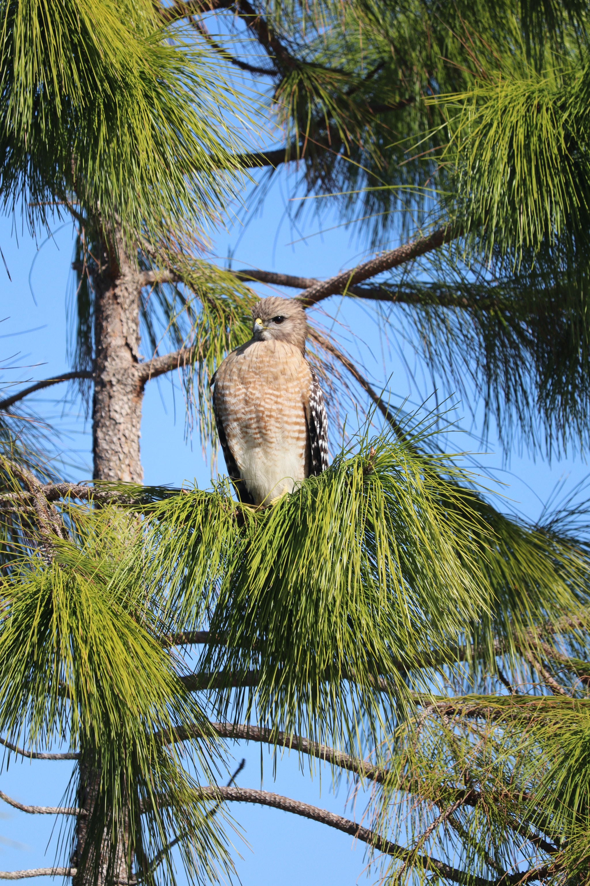 Canon EF-S 55-250mm F4-5.6 IS STM sample photo. Eyes in the sky photography