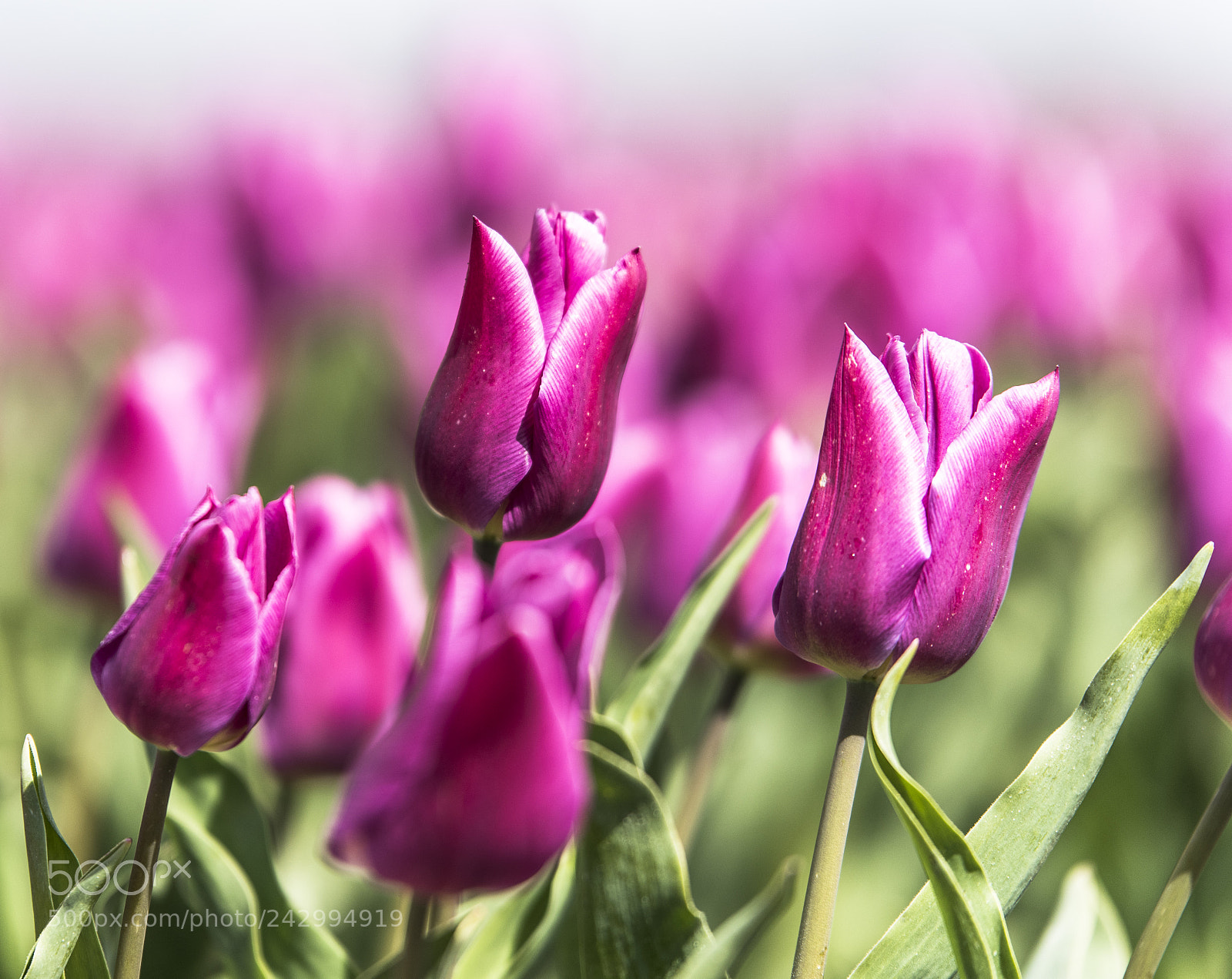 Nikon D810 sample photo. Dutch tulips photography
