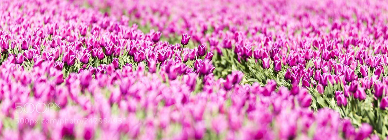 Nikon D810 sample photo. Dutch tulips photography