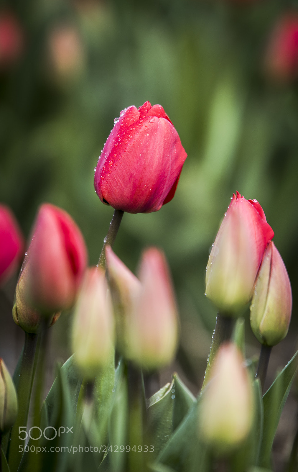 Nikon D810 sample photo. Dutch tulips photography