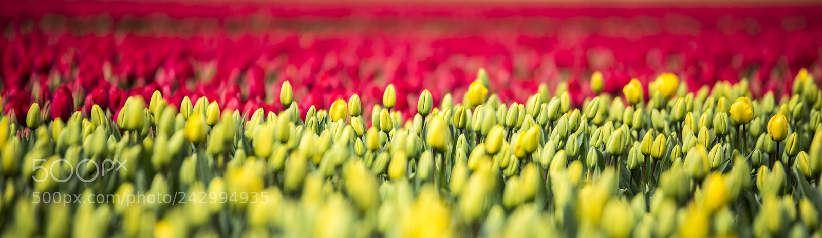 Nikon D810 sample photo. Dutch tulips photography