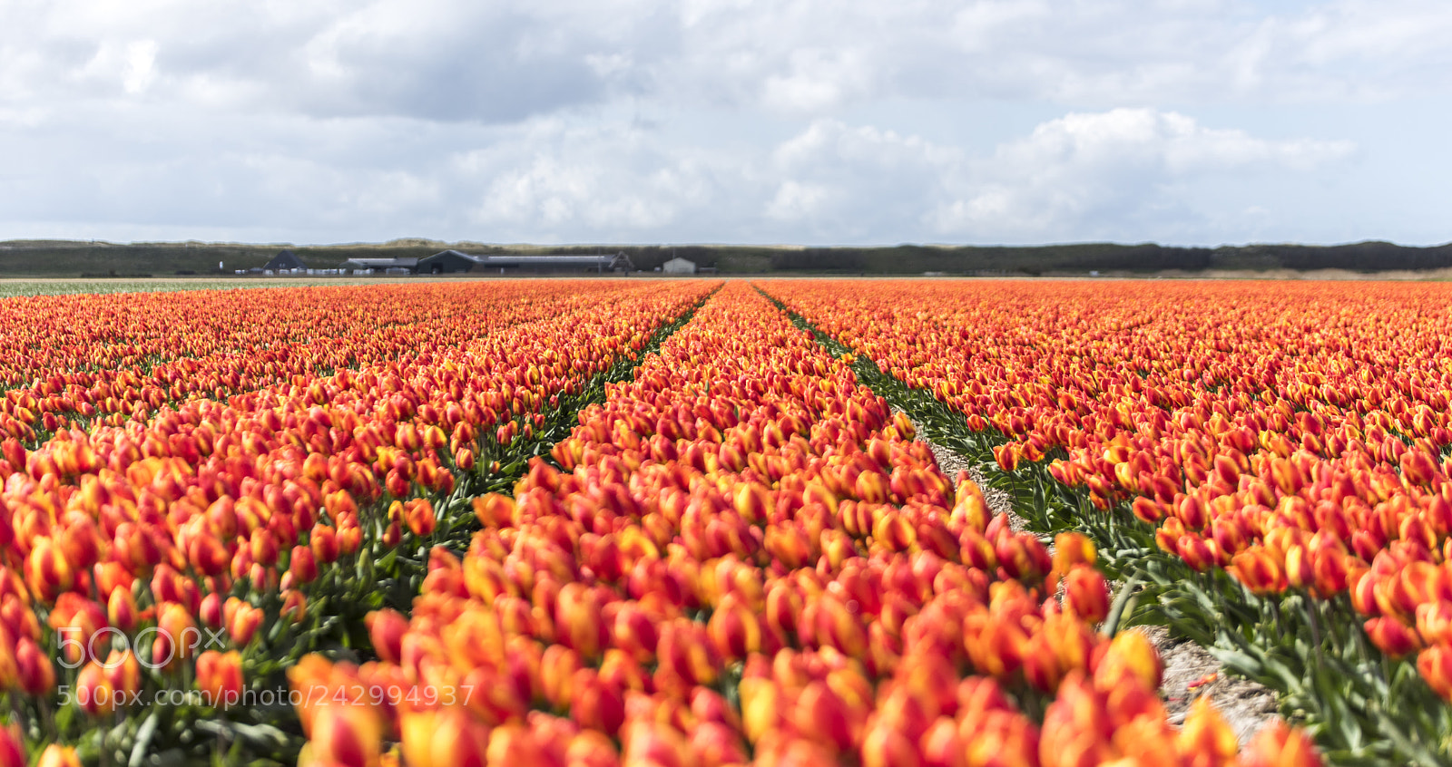 Nikon D810 sample photo. Dutch tulips photography