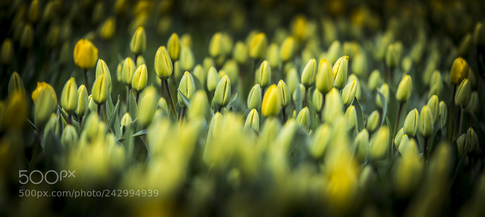 Nikon D810 sample photo. Dutch tulips photography