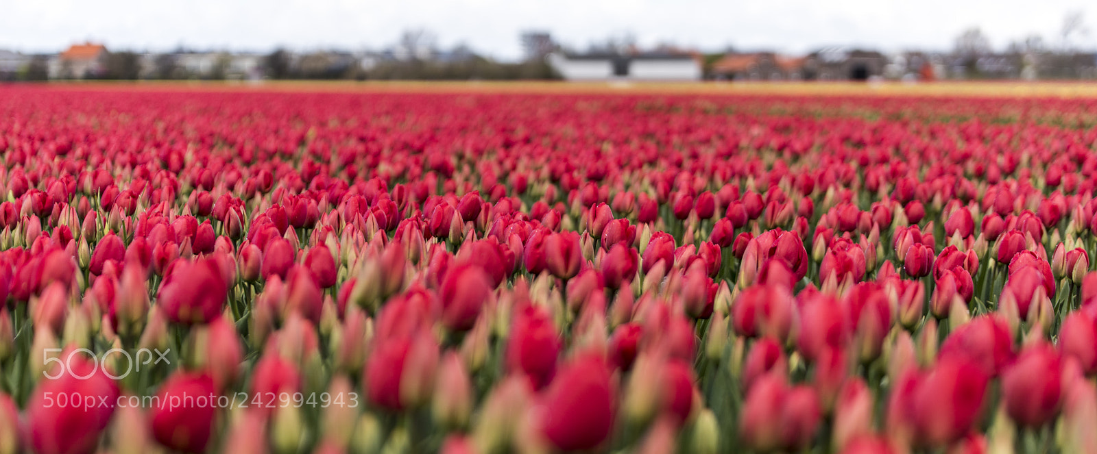 Nikon D810 sample photo. Dutch tulips photography