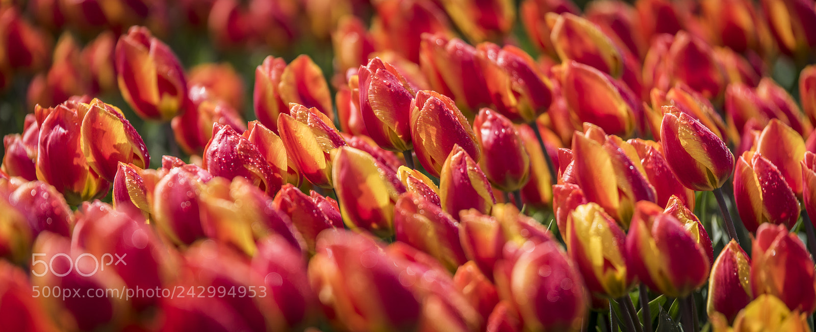 Nikon D810 sample photo. Dutch tulips photography