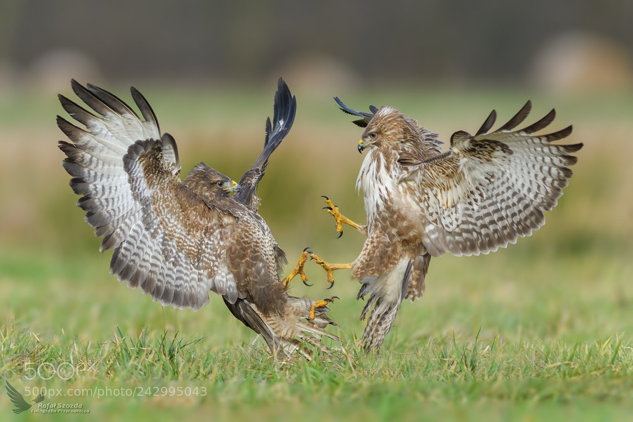 Nikon D500 sample photo. Myszo owy, common buzzard photography