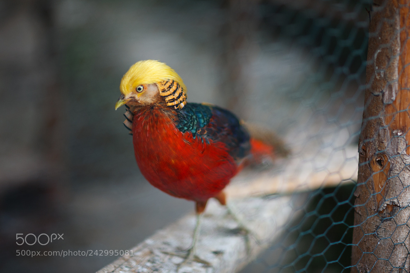 Canon EOS 5D sample photo. Colorful bird photography