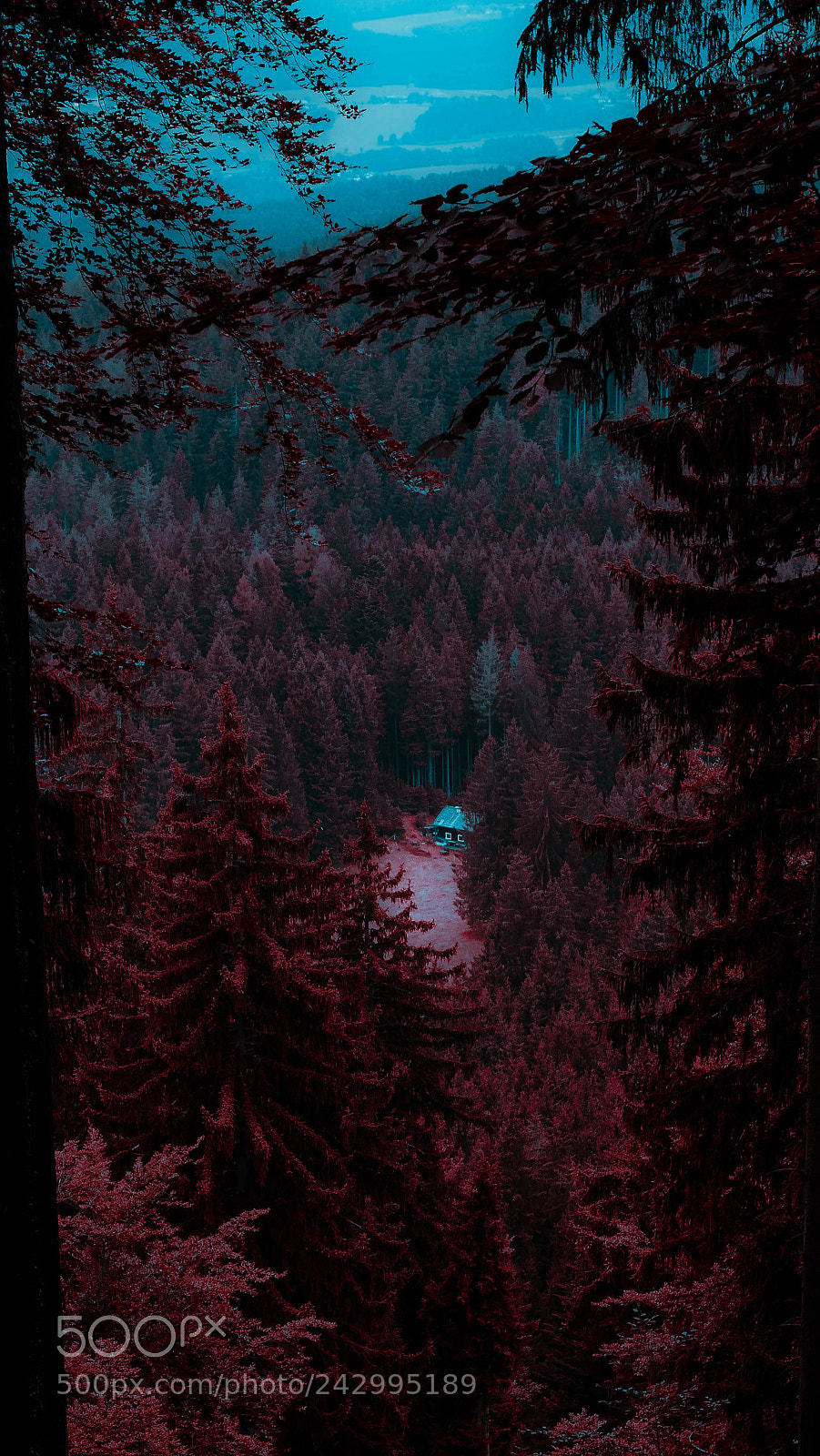 Panasonic DMC-G70 sample photo. Bloodywoods photography