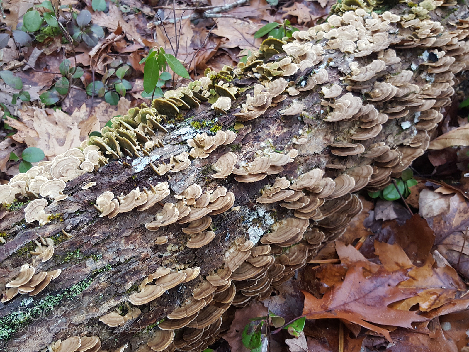Samsung Galaxy S6 sample photo. Bracket fungi photography