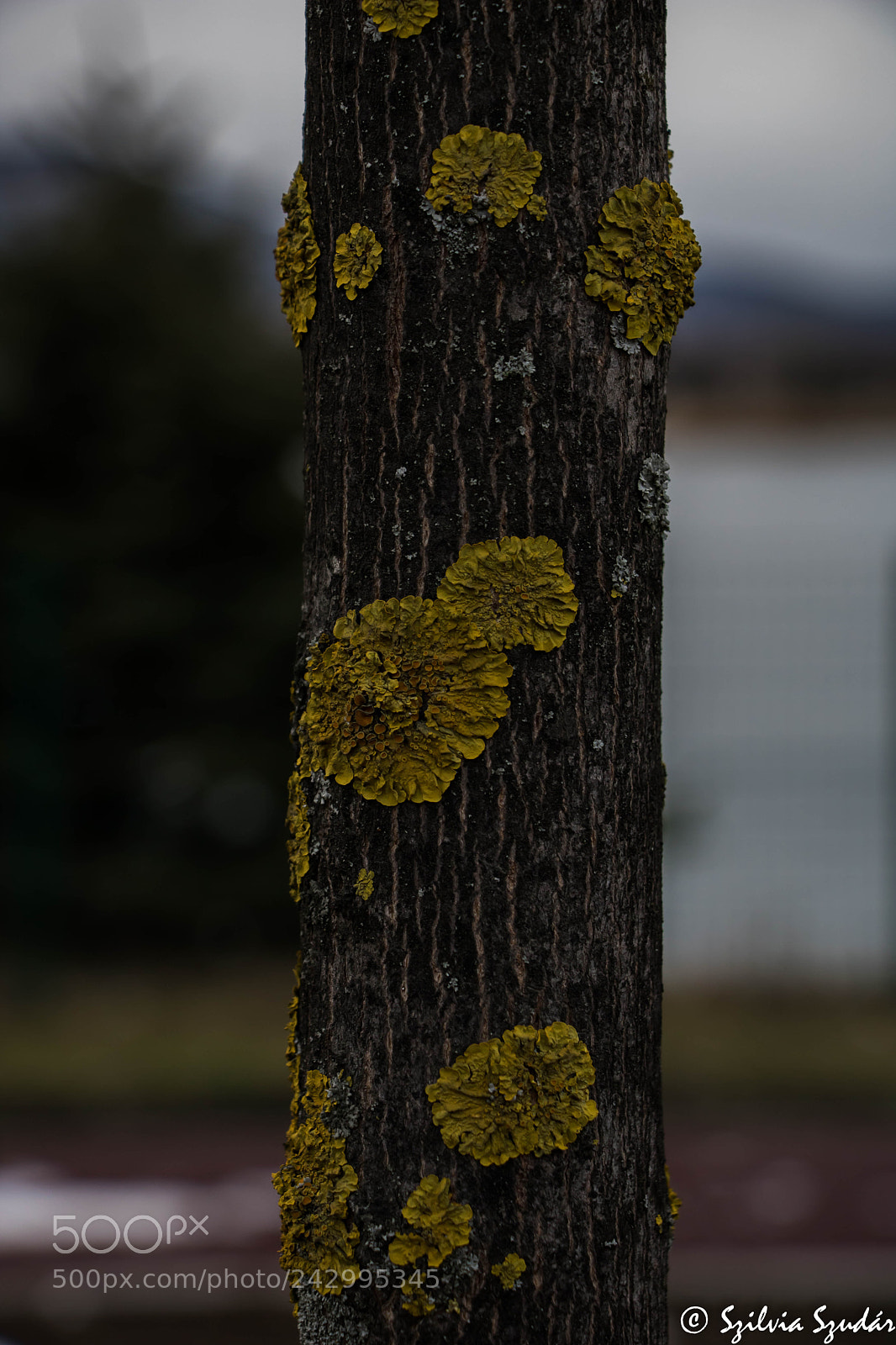 Canon EOS 750D (EOS Rebel T6i / EOS Kiss X8i) sample photo. "zöldség" photography