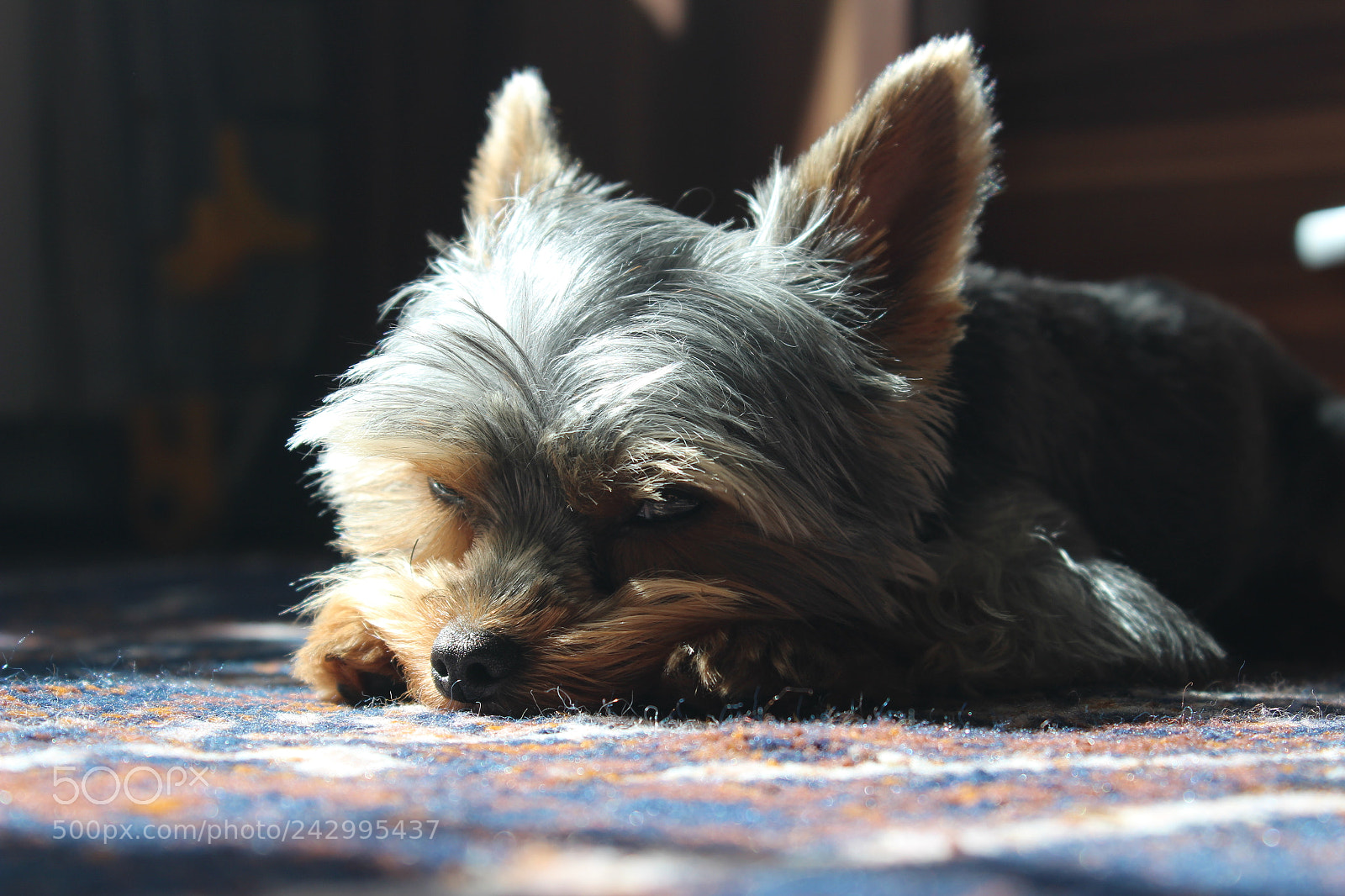 Canon EF-S 18-55mm F3.5-5.6 III sample photo. Yorkshire terrier photography