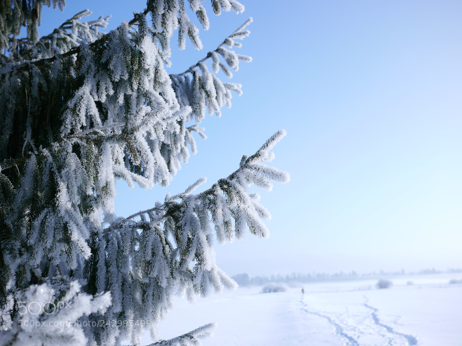 Panasonic Lumix DMC-GH2 sample photo. Fir branch with snow photography