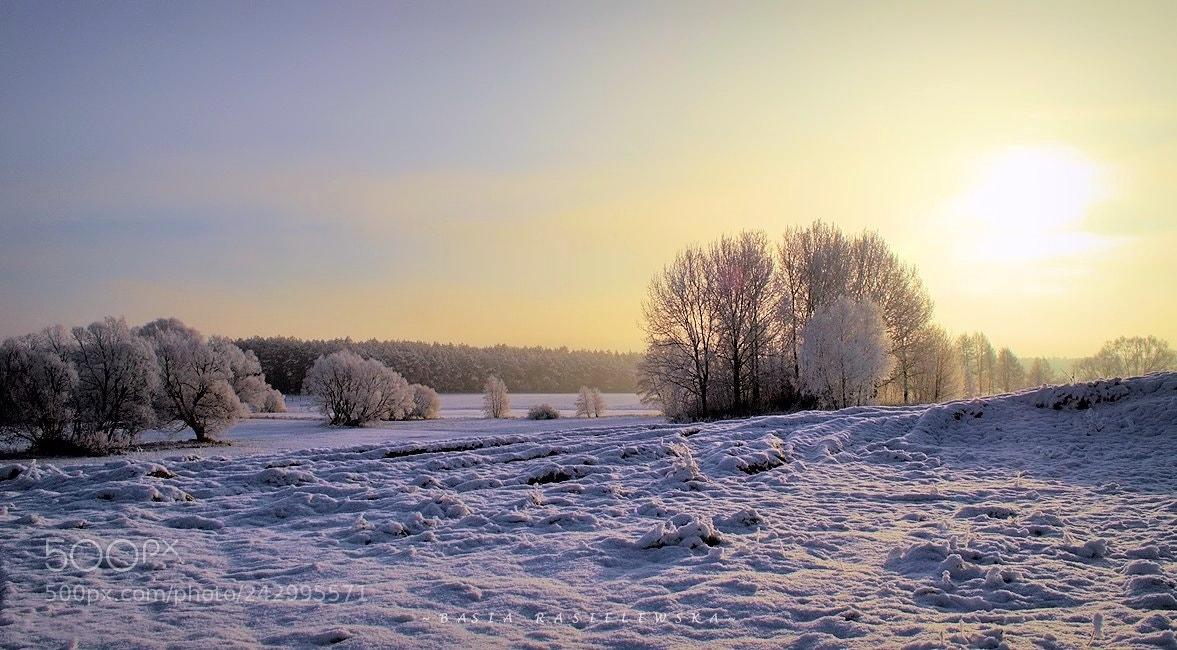 Nikon D5100 sample photo. Frosty morning... photography