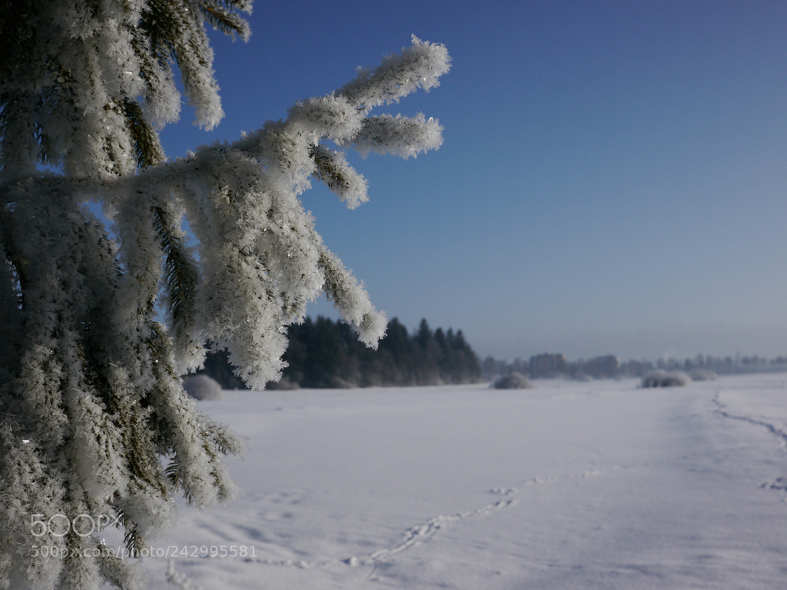 Panasonic Lumix DMC-GH2 sample photo. Fir branch with snow photography