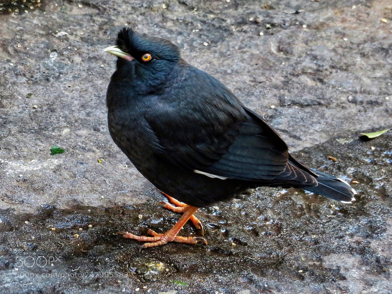 Canon PowerShot SX720 HS sample photo. Crested mynah photography