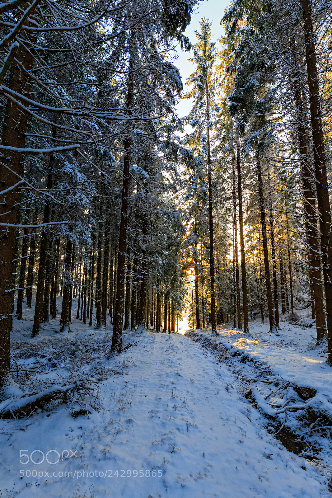 Canon EOS 6D sample photo. Winter brightness photography