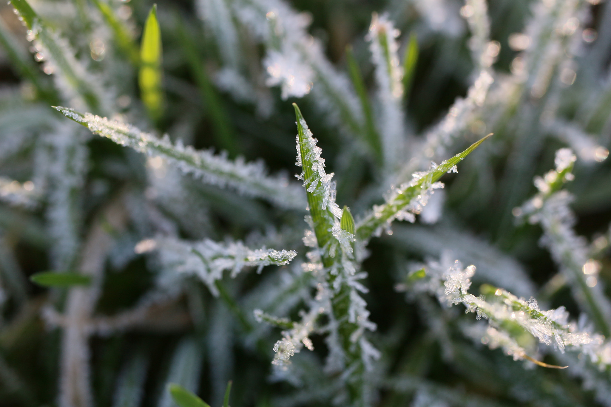 Canon EF-S 35mm F2.8 Macro IS STM sample photo. Cold photography
