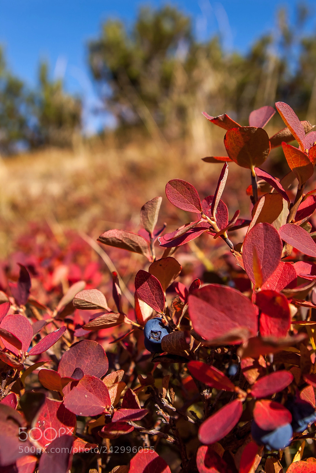 Pentax K100D sample photo. Huckleberries in the mountains photography