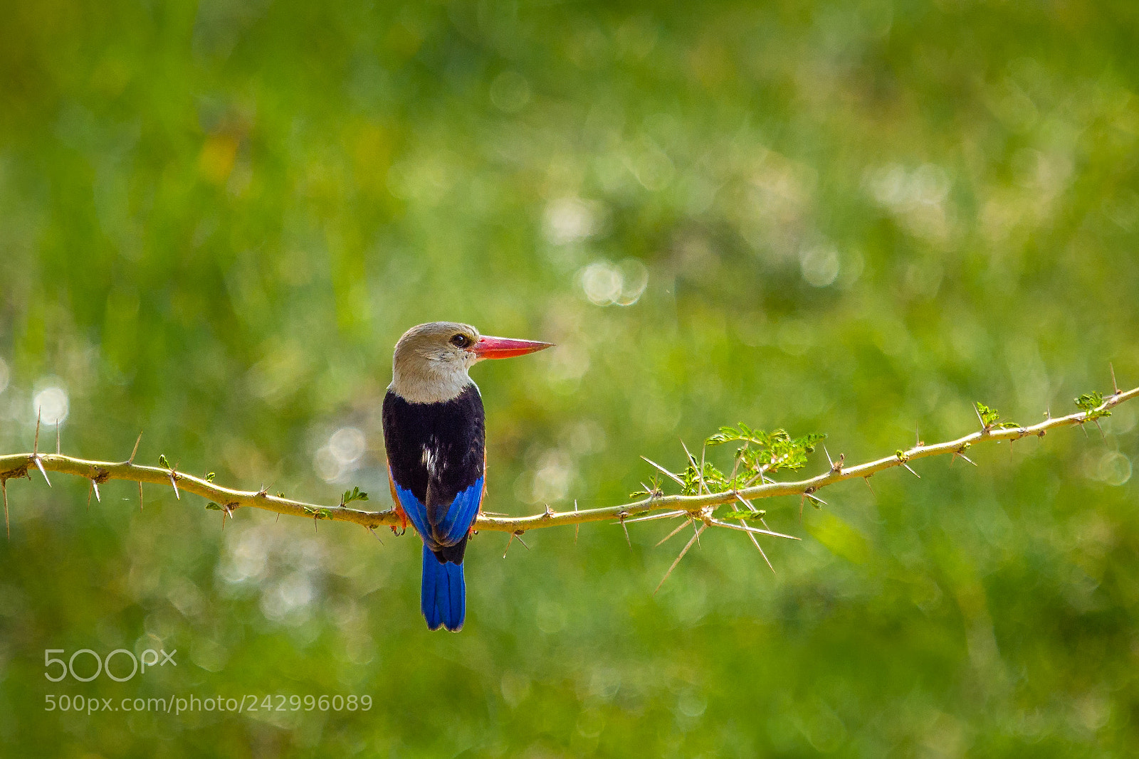 Olympus OM-D E-M1 Mark II sample photo. Grey-headed kingfisher photography