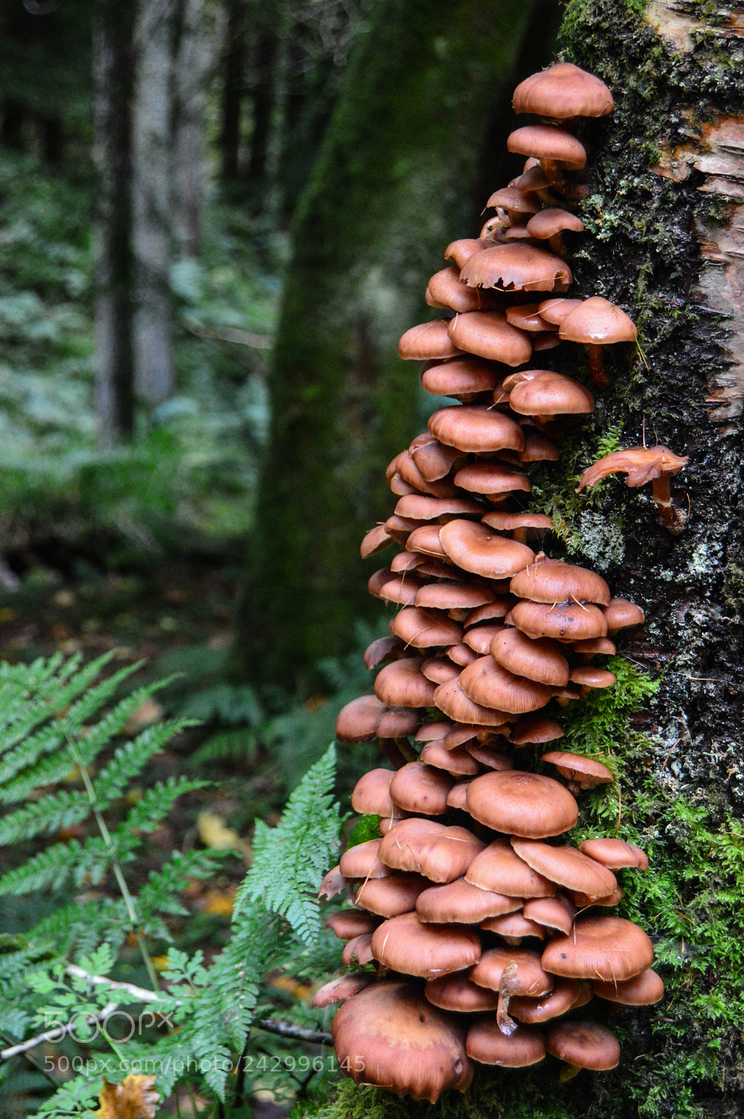 Nikon D3200 sample photo. Climbing mushrooms photography