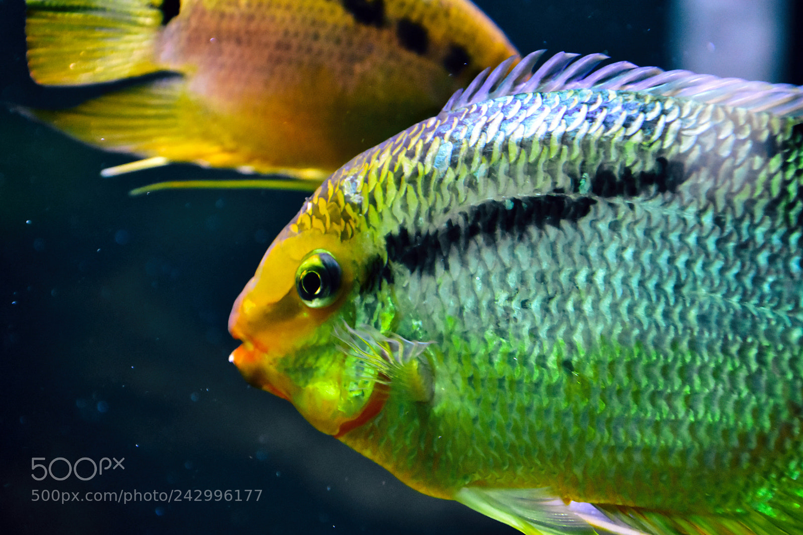 Nikon D7200 sample photo. Aquarium photography