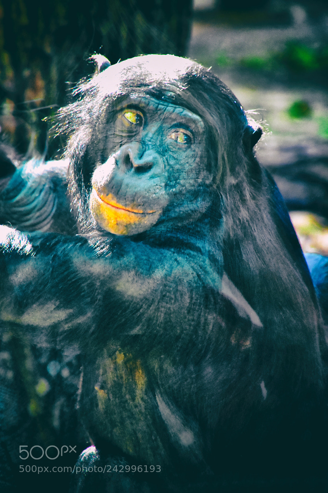 Nikon D7200 sample photo. Chimpanzee photography