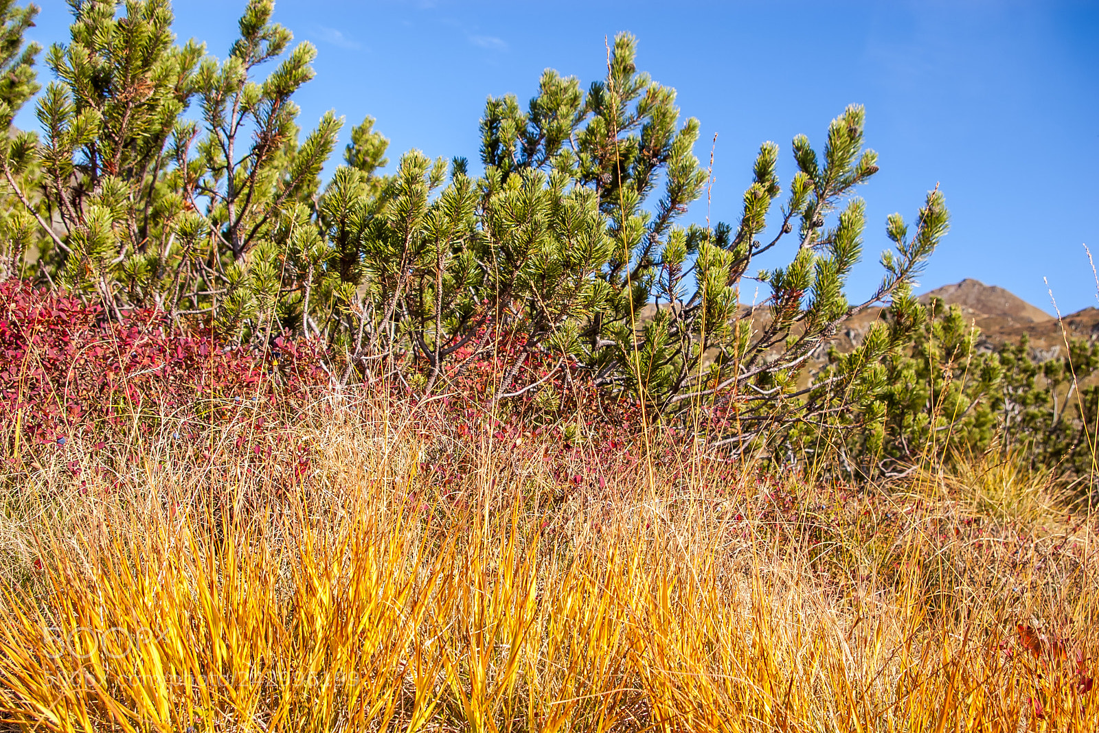 Pentax K100D sample photo. Blue > green > red > yellow photography