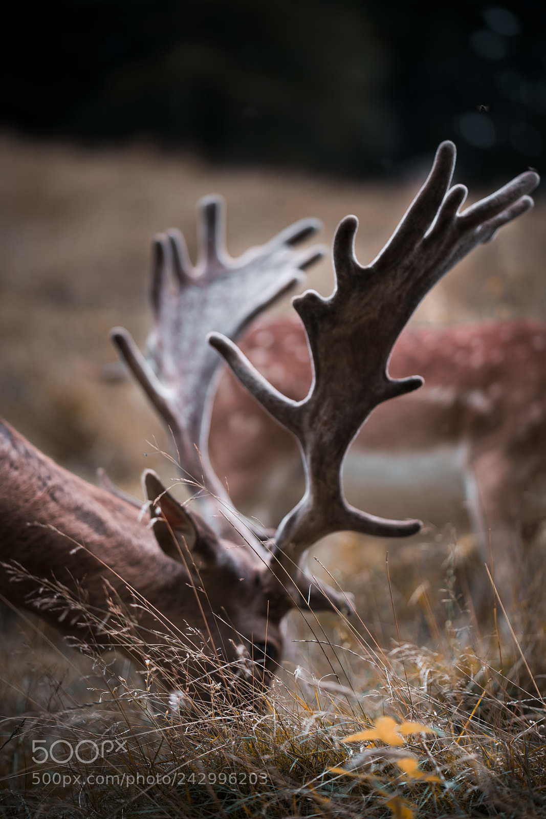 Sony a7R II sample photo. *jr* photography