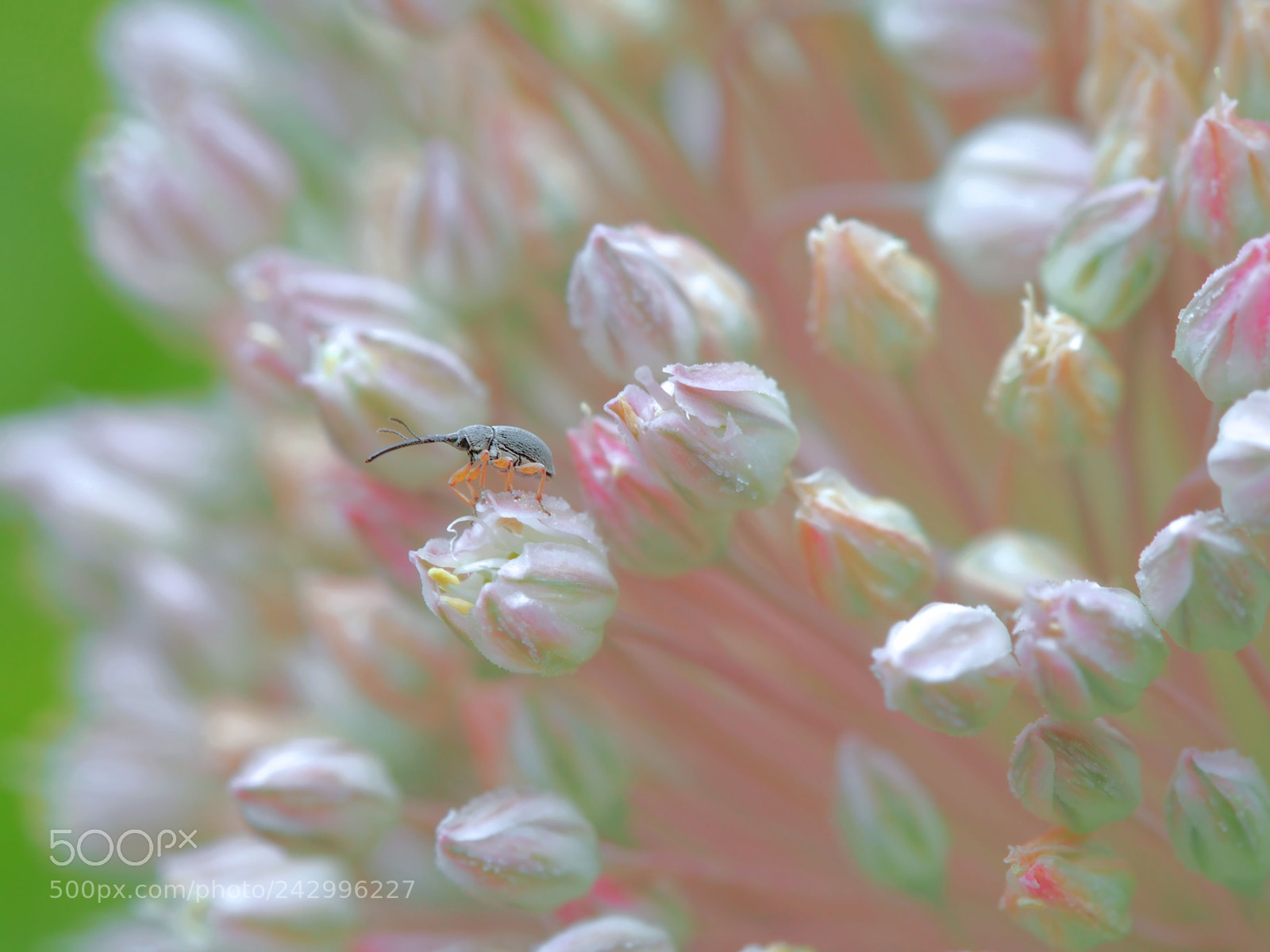 Olympus OM-D E-M5 sample photo. The watchman of spring... photography
