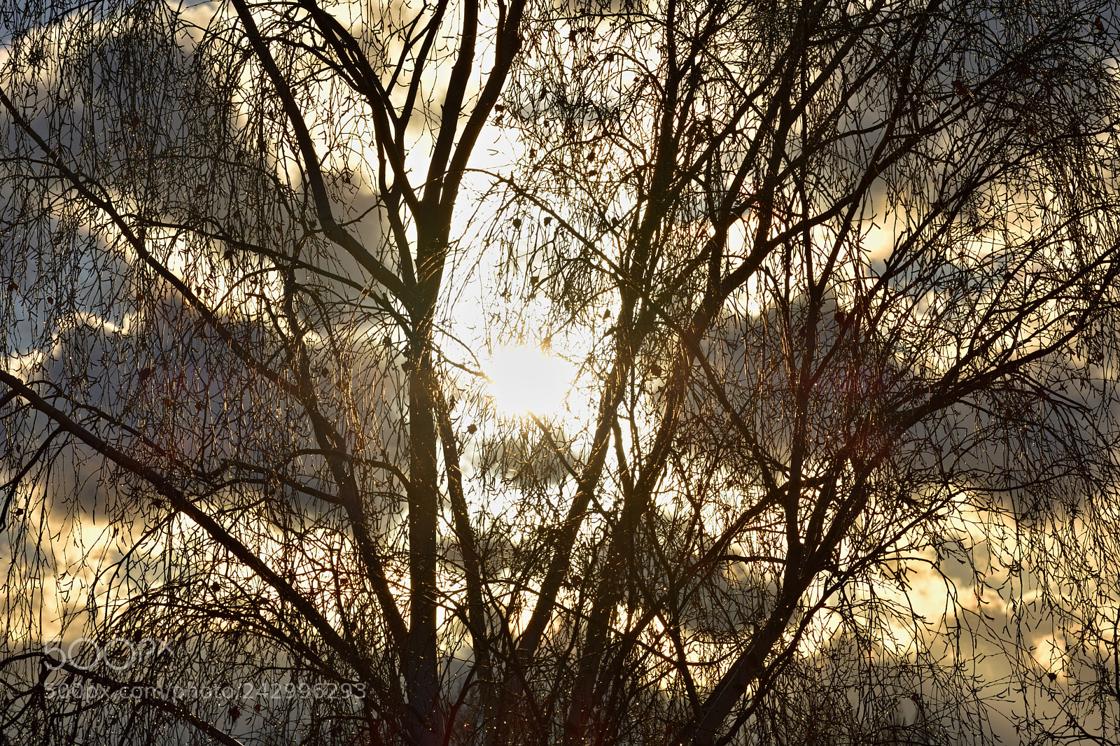 Nikon D3400 sample photo. Sun behind tree photography