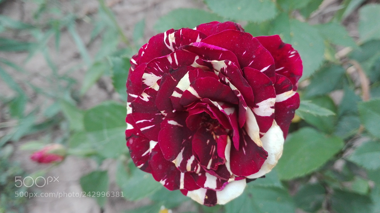 HUAWEI P8 Lite sample photo. Untitled photography
