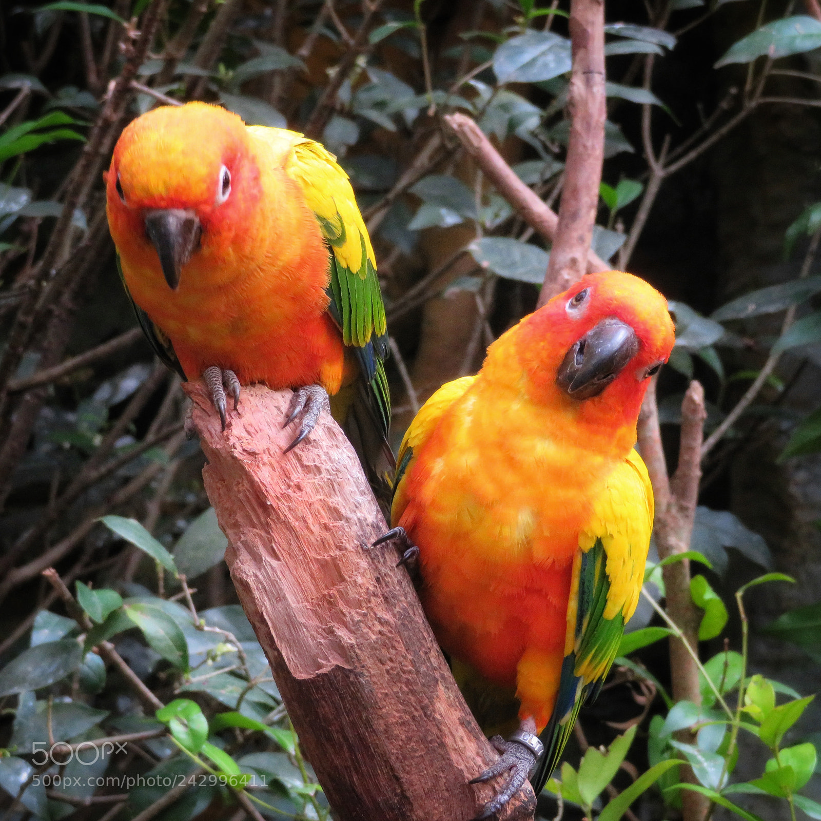Canon PowerShot SX720 HS sample photo. Sun conures photography