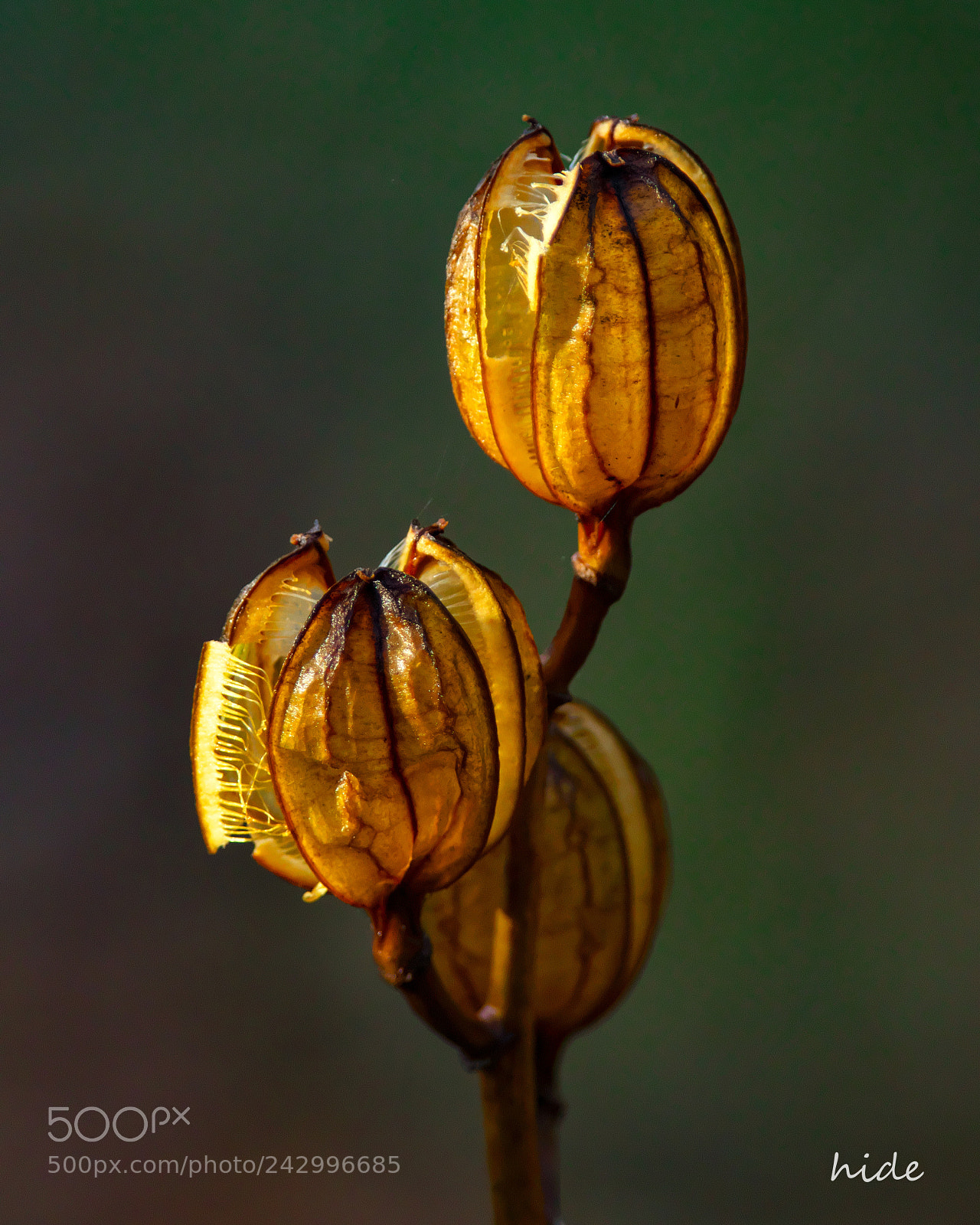 Nikon D500 sample photo. Lamp of nature photography