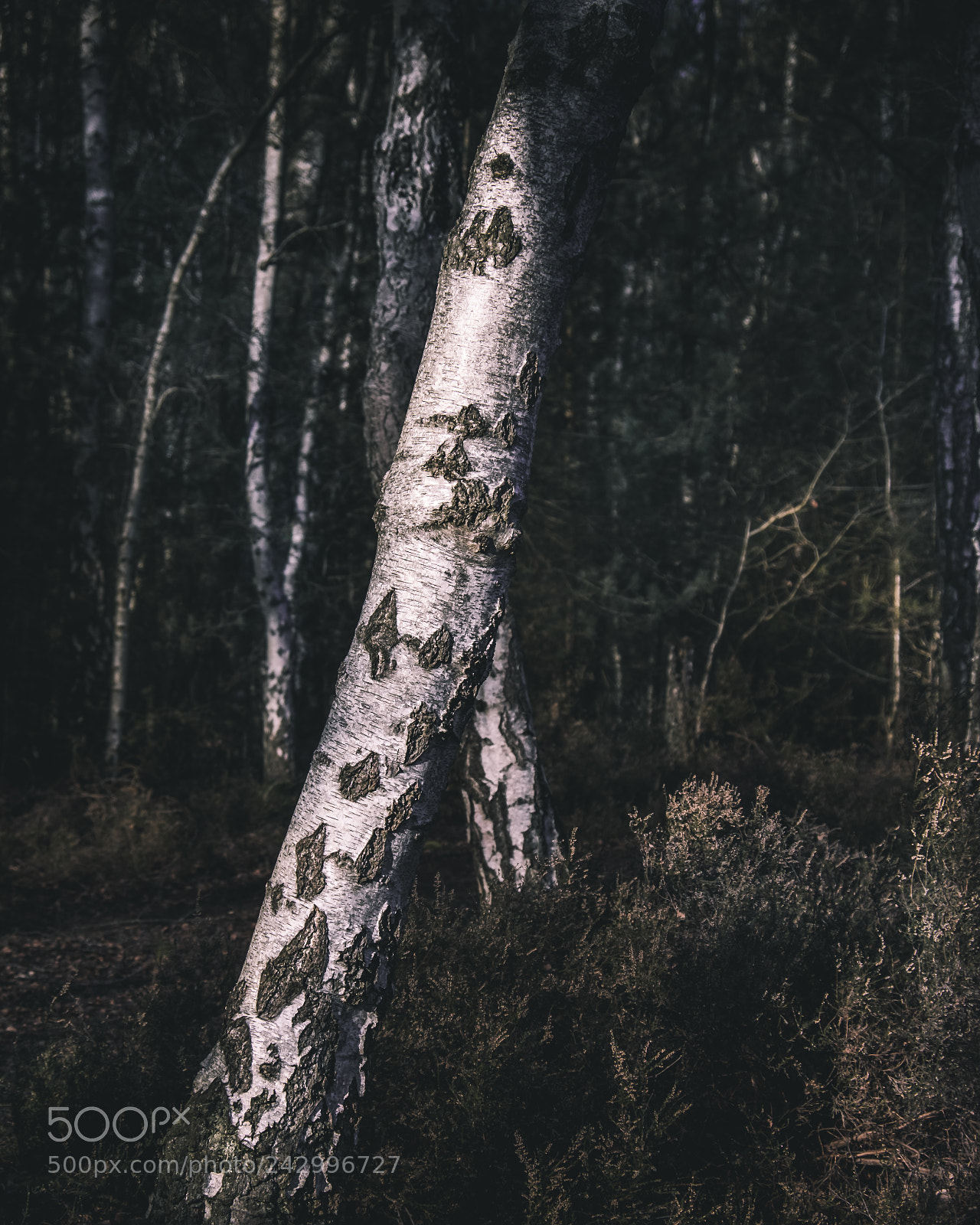 Fujifilm X-T10 sample photo. Silver birch 2 photography