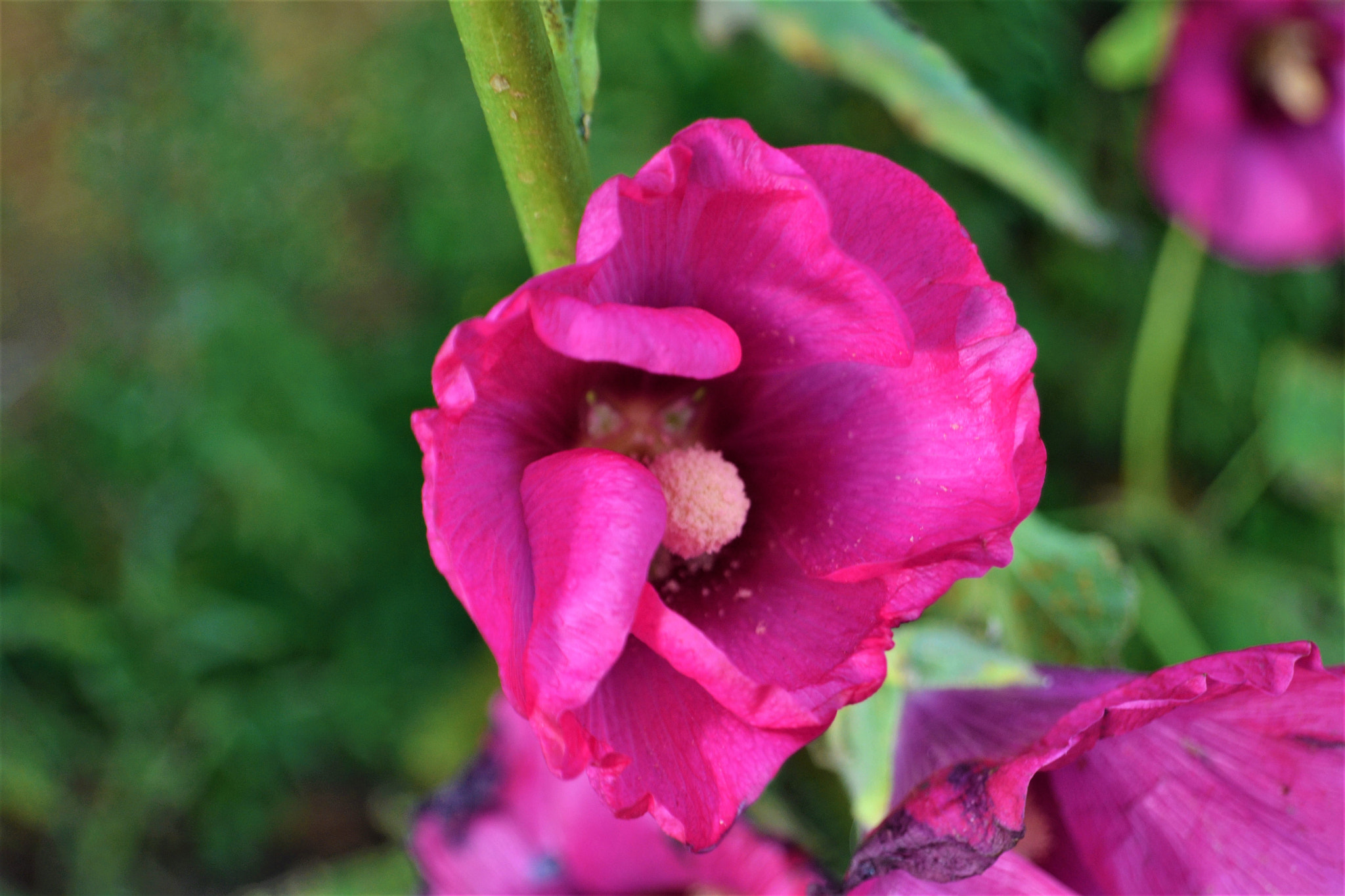 Nikon D3100 sample photo. Common hollyhock photography