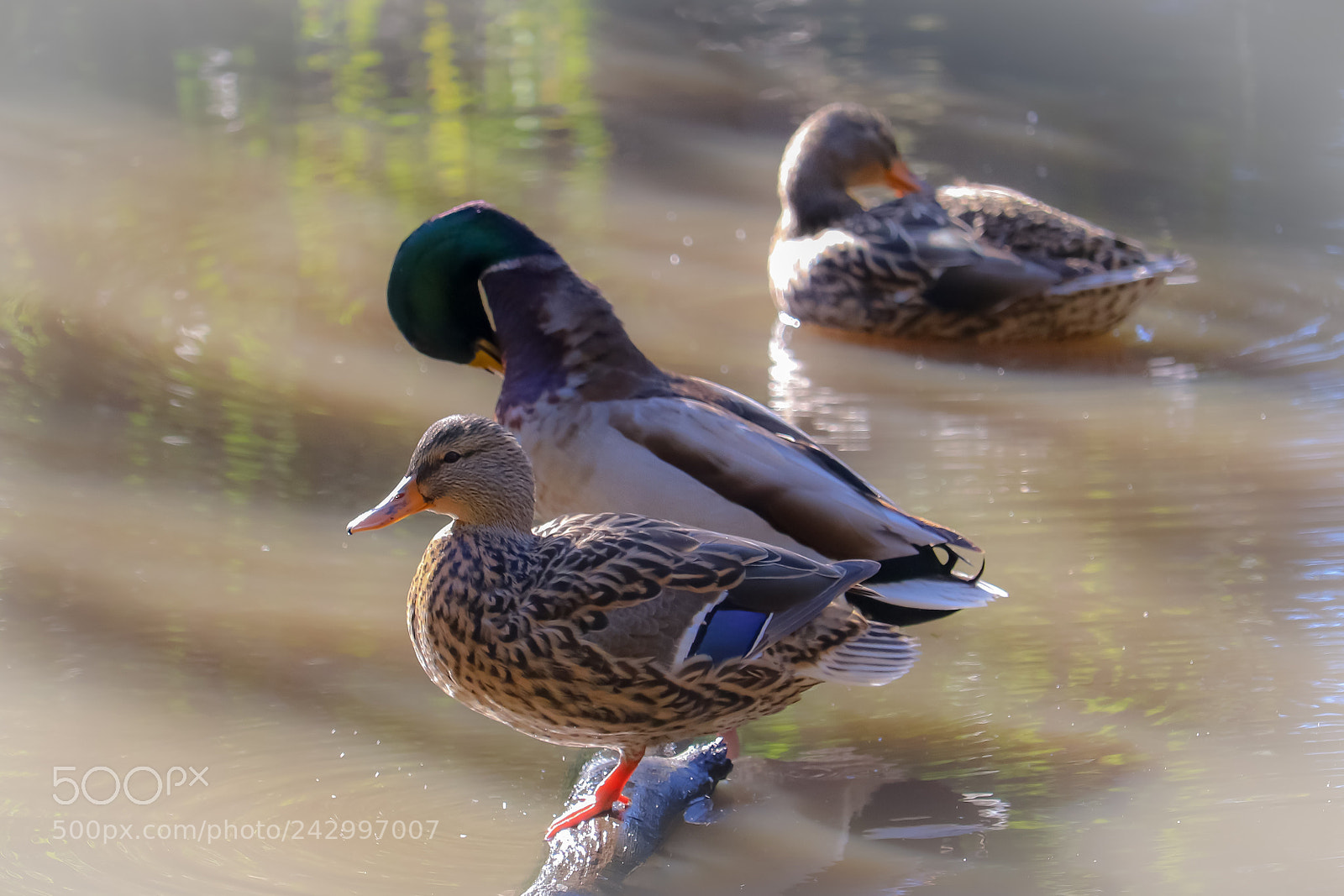 Canon EOS 750D (EOS Rebel T6i / EOS Kiss X8i) sample photo. Quack photography
