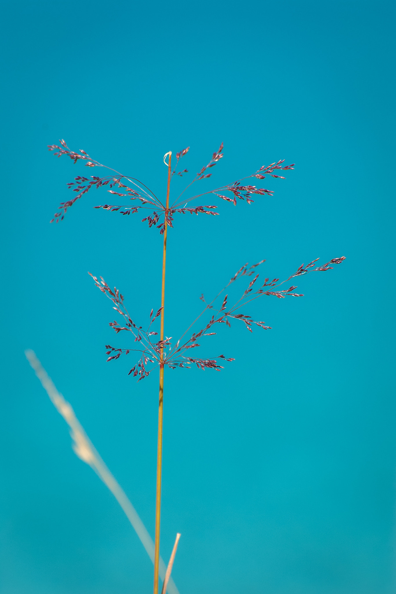 Pentax K100D sample photo. Grasses at the waterside photography