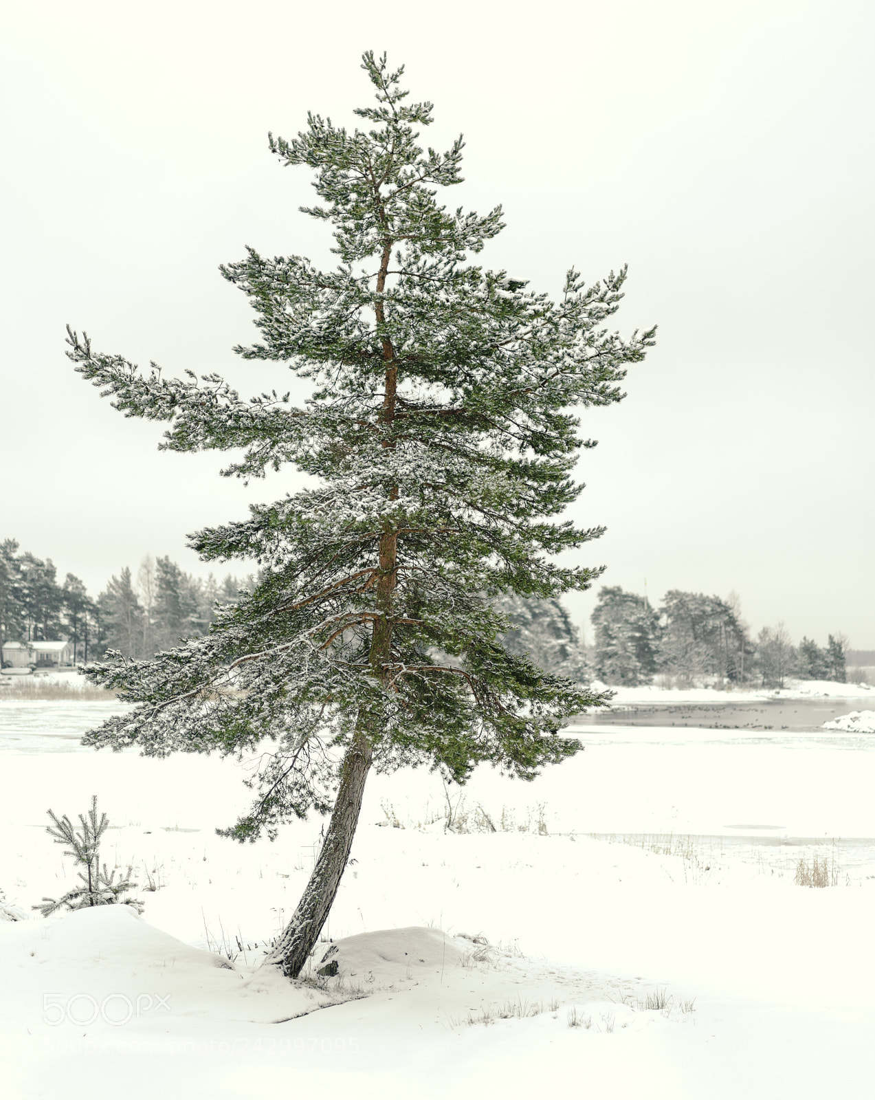 Sony a7R II sample photo. Winter pine photography